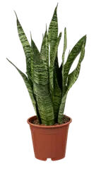 Sansevieria zeylanica