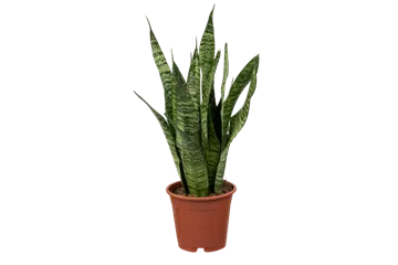 Sansevieria zeylanica