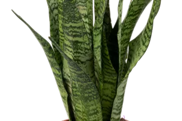 Sansevieria zeylanica