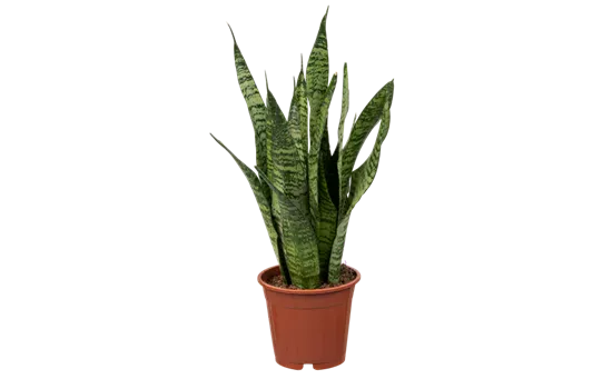 Sansevieria zeylanica