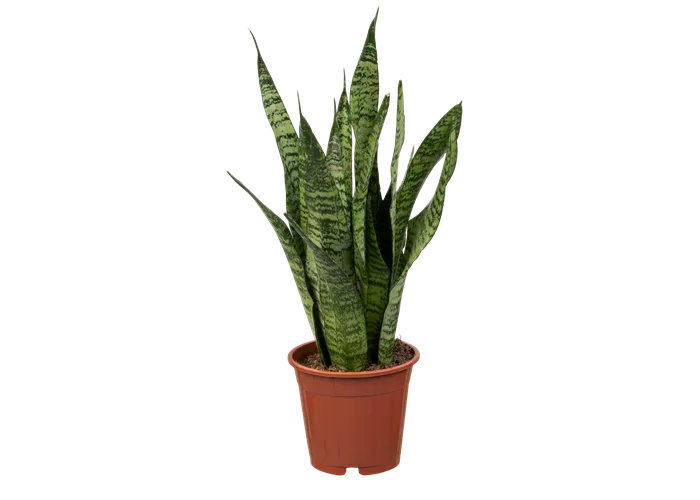 Sansevieria zeylanica