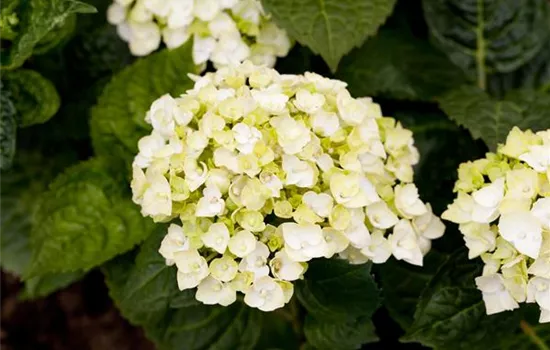 Gartenhortensie 'The Bride'®