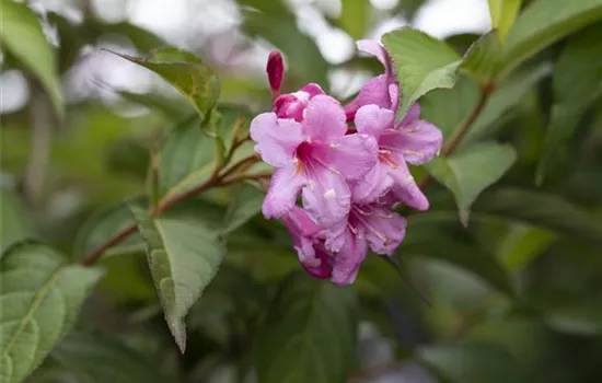 Weigelie 'Picobella Rosa'