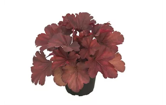 Heuchera 'Royal Ruby' Heuchera 'Royal Ruby'