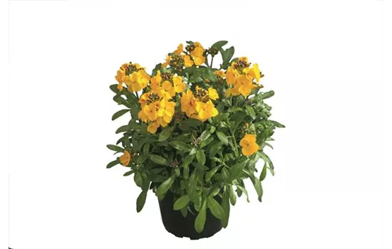 Erysimum cheiri 'Winter Power'