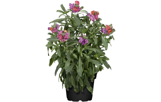 Erysimum cheiri 'Winter Orchid'