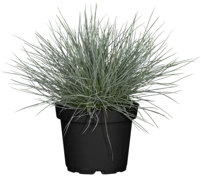 Festuca cinerea