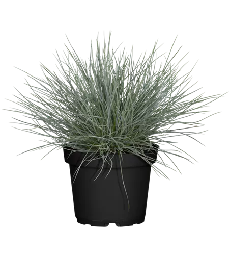 Festuca cinerea