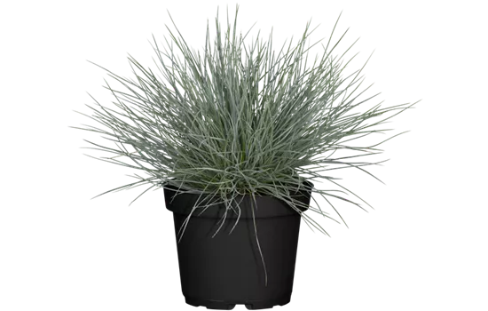 Festuca cinerea