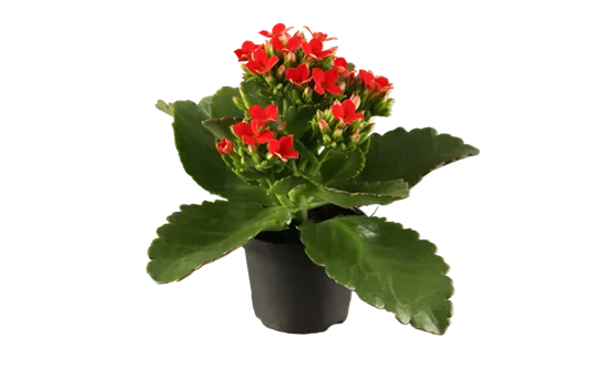 Kalanchoe blossfeldiana, rot