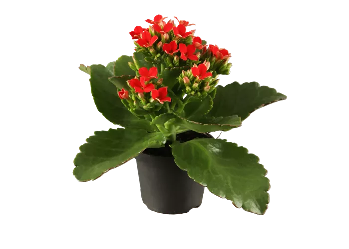 Kalanchoe blossfeldiana, rot