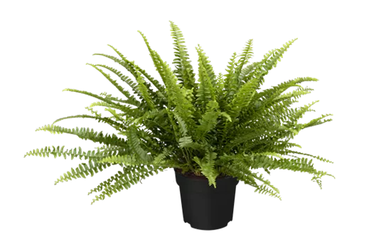 Nephrolepis exaltata 'Green Lady'