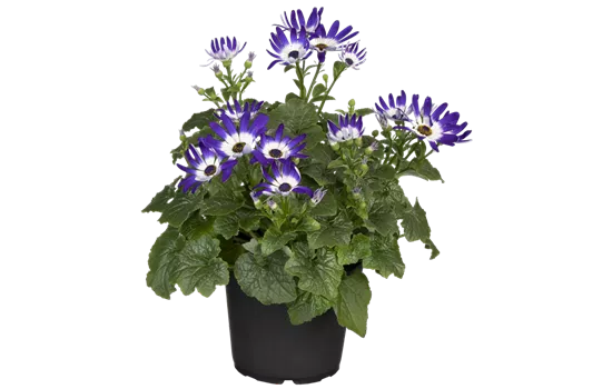 Pericallis Senetti® 'Blue Bicolor Improved'