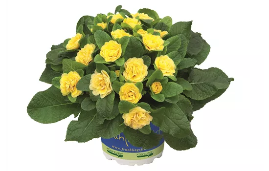 Primula vulgaris BELARINA 'Buttercup Yellow'