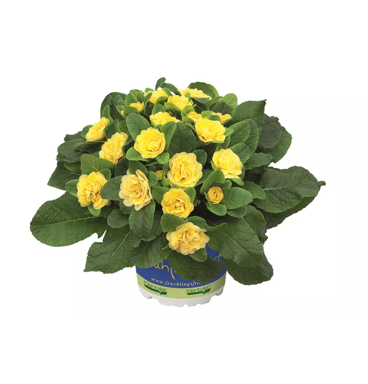 Kissen-Primel BELARINA 'Buttercup Yellow'