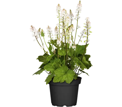 Tiarella cordifolia