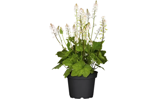 Tiarella cordifolia