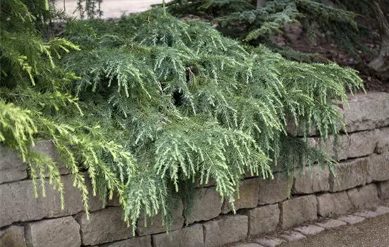 Cedrus deodara 'Feelin Blue'