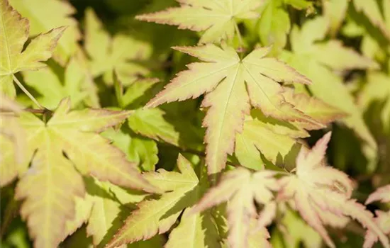 Acer palmatum 'Katsura'