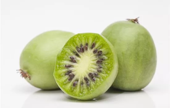 Mini-Kiwi