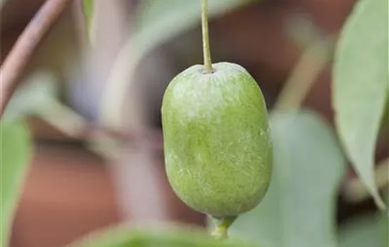 R Actinidia arguta 'Issai'