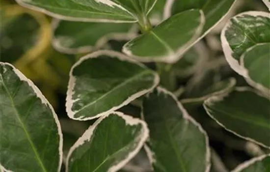 Euonymus japonicus 'White Spire'