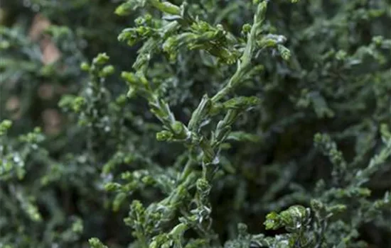 Hinoki-Scheinzypresse 'Lycopodioides'