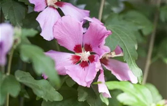 Hibiscus syriacus 'Woodbridge'