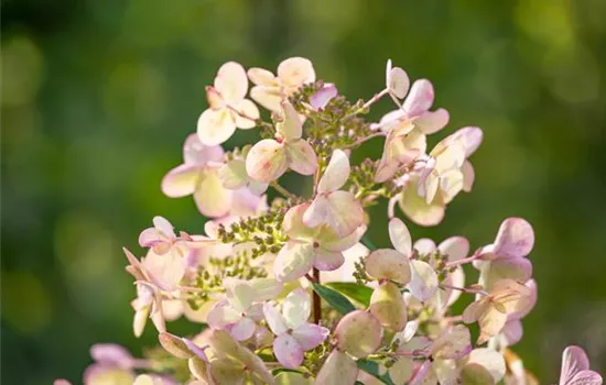 Rispenhortensie 'Petite Star'(s)