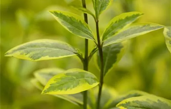 Ligustrum ovalifolium 'Aureum'