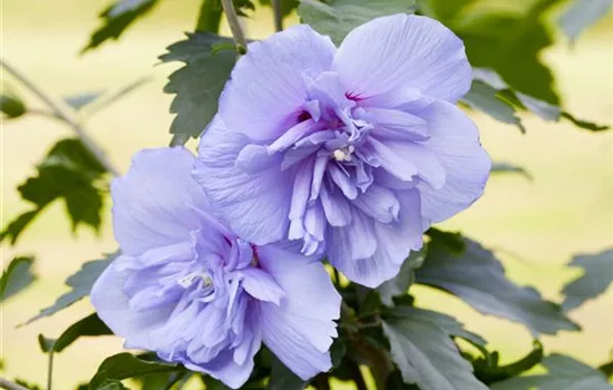 R Hibiscus syriacus 'Blue Chiffon'®