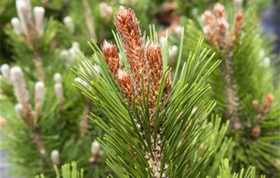 Pinus heldreichii 'Little Dracula'