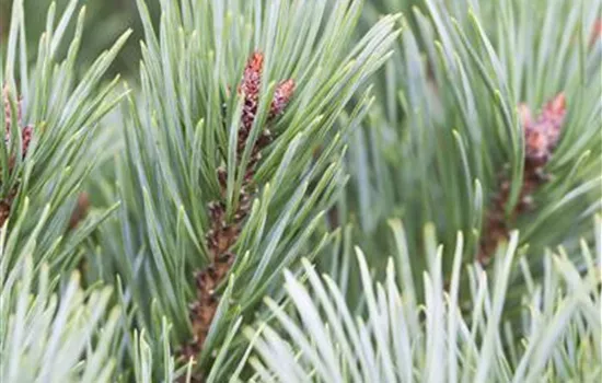 R Pinus sylvestris 'Martham'