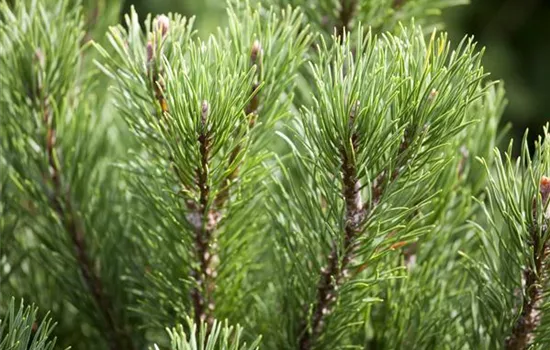 Pinus mugo 'Carsten's Wintergold'