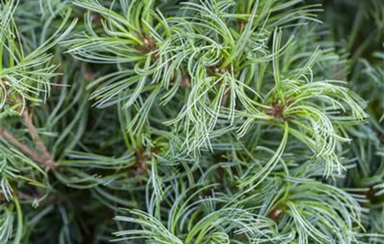 R Pinus strobus 'Tiny Curls'