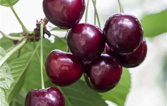 Prunus avium 'Große Schwarze Knorpelkirsche'