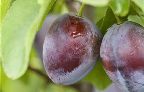 Zwetsche 'Bühler Frühzwetsche'