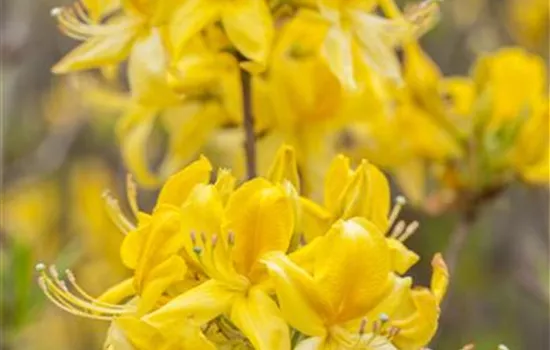 Pontischer Rhododendron 'Sämling'