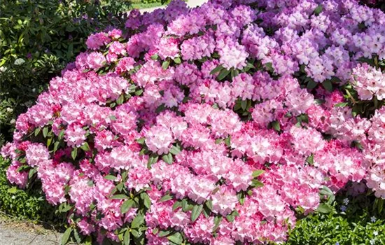 Rhododendron 'English Roseum'