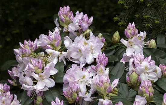 Rhododendron-Hybride 'Gomer Waterer'