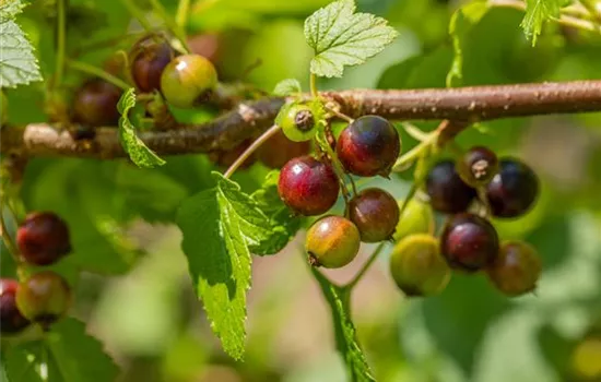 Ribes nigrum 'Ben Sarek' CAC