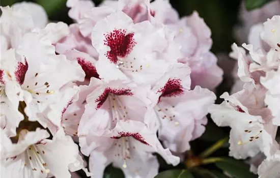 Rhododendron-Hybride 'Graffito'®