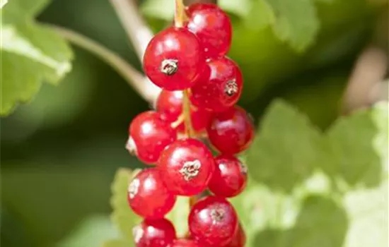 Ribes rubrum 'Jonkheer van Tets' CAC