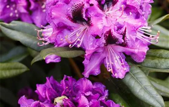 Rhododendron-Hybride 'Blaue Jungs'