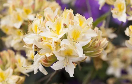 R Rhododendron luteum 'Daviesii'