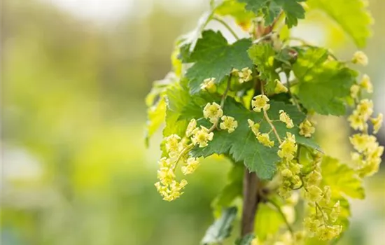 Johannisbeere Polar Fruits® 'White Currant Berry'