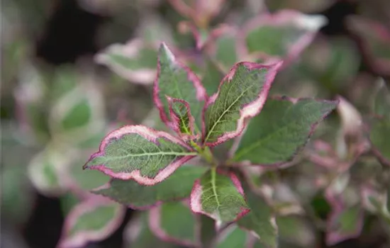 Weigela florida 'Monet'®