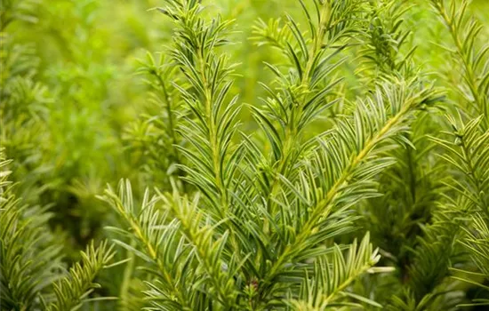 Taxus baccata 'Semperaurea'