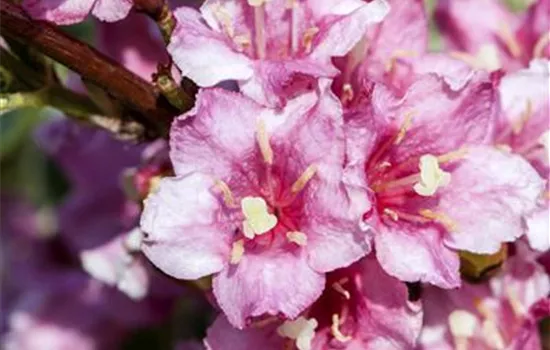 Weigela florida 'Nana Variegata'