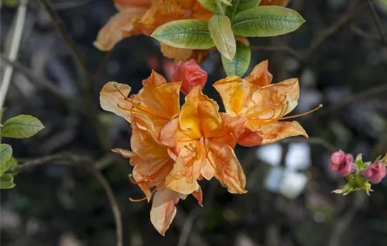 Sommergrüne Azalee 'Glowing Embers'